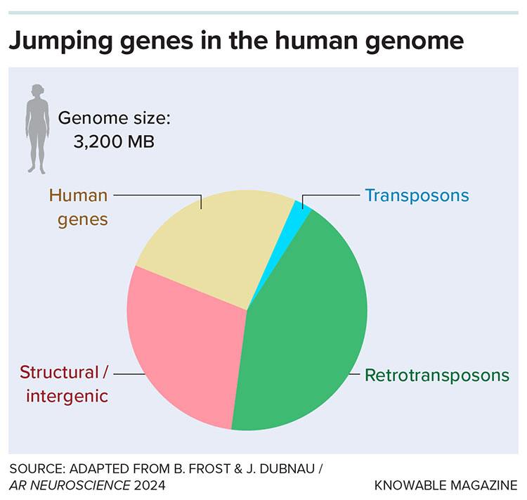 Human genome graphic