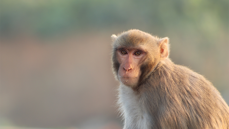 Brown monkey looking into the distance