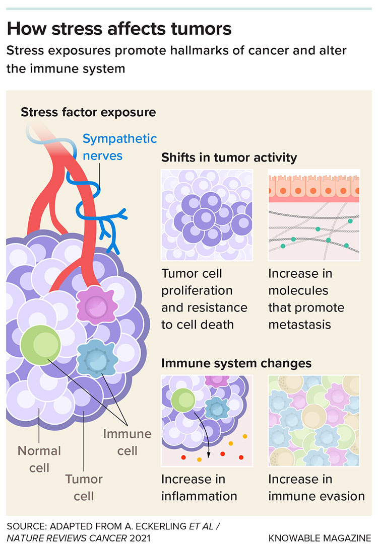 Infographic of how stress affects tumors