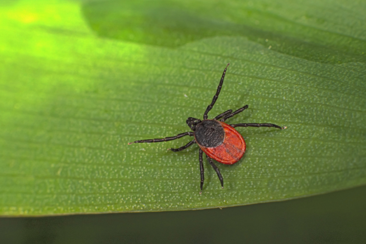 Blacklegged tick on leaf
