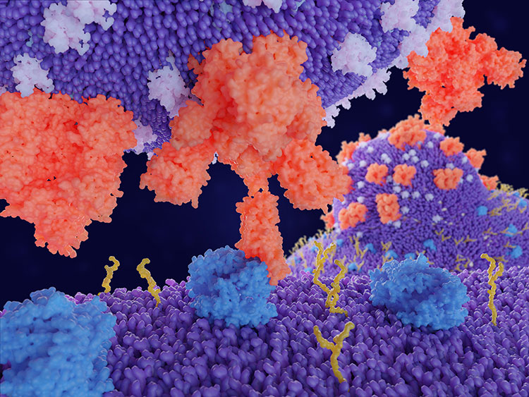 Coronavirus penetrates in human cells