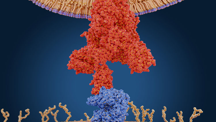 Coronavirus spikes protein