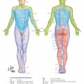 Dermatomes