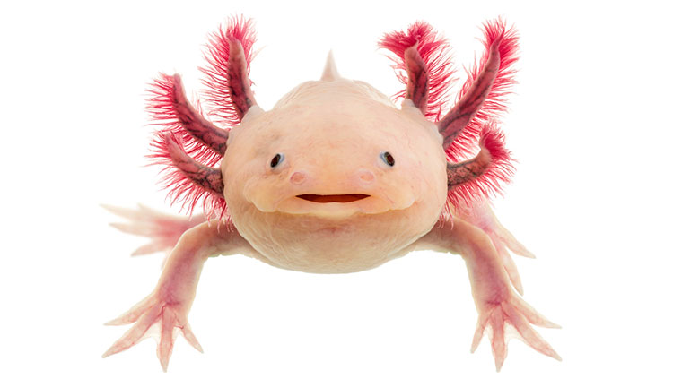 Axolotl on a white background