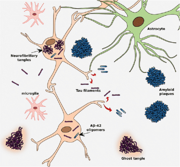 tau filaments illustration