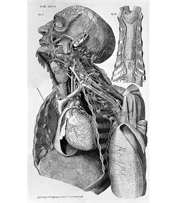 lymphatic head and neck