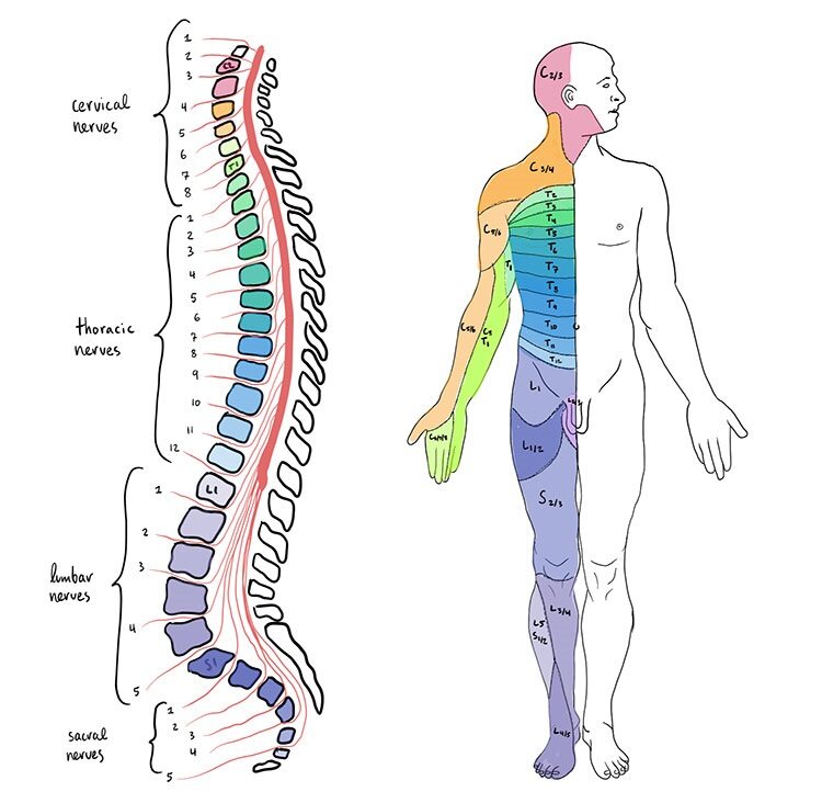 Spinal cord chart