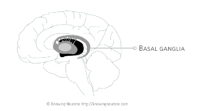 Image of the brain highlighting the location of the basal ganglia. 
