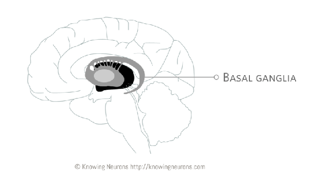 Image of the brain highlighting the location of the basal ganglia.