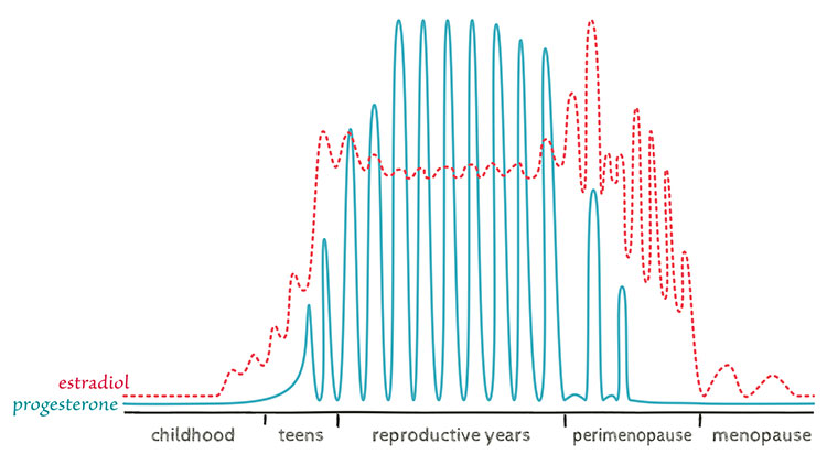 Graph of Estrogen levels across lifespan