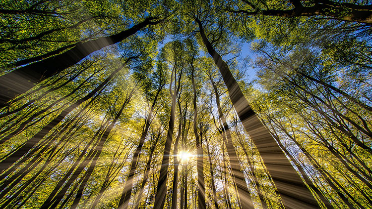 Sun shining through trees