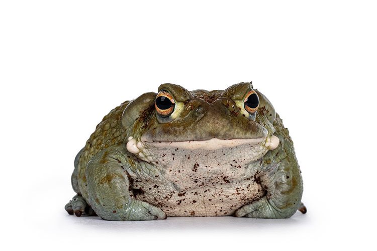 Green toad