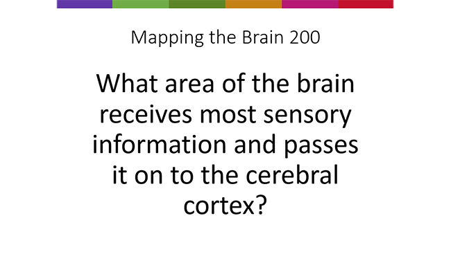 Brain Basics Quiz showing example quiz question in the "mapping the brain" 200-point category. 