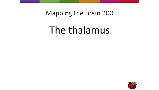 Brain Basics Quiz showing example quiz answer in the "mapping the brain" 200-point category. 