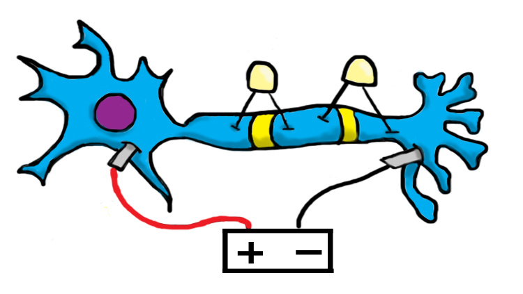 Illustration of a neuron with a battery
