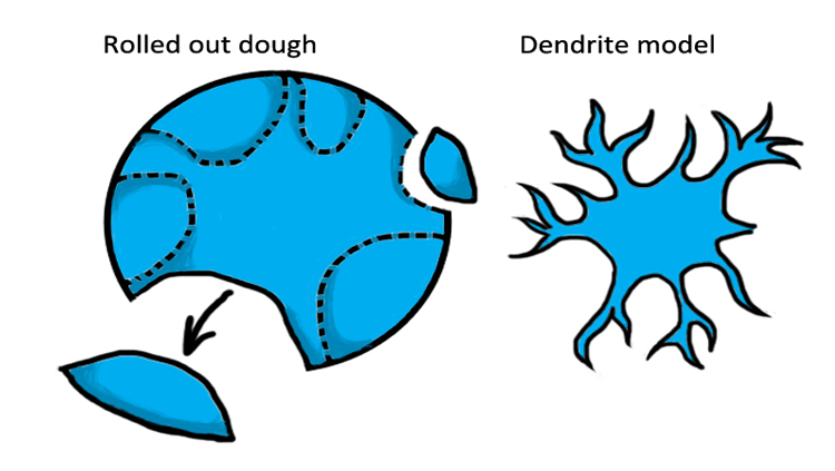Illustration of a rolled out dendrite model