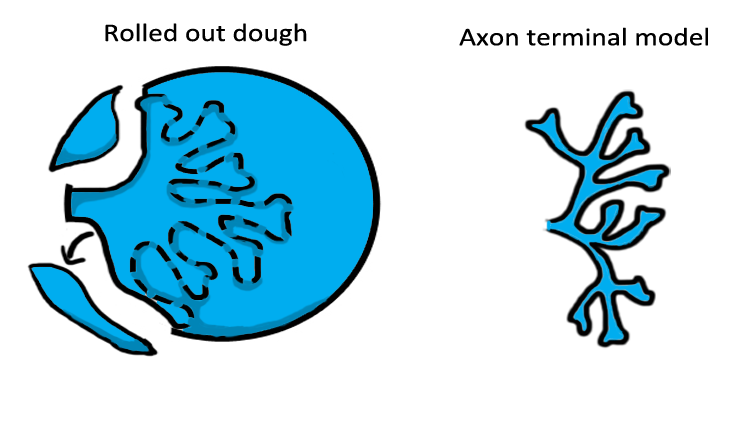 Illustration of a labeled axon