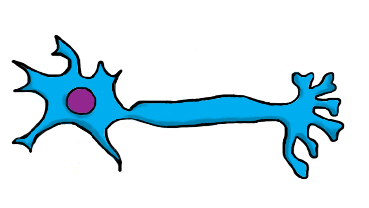 Illustration of a neuron with cell body