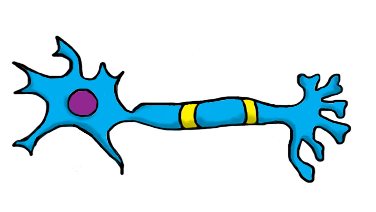 Illustration of a neuron with insulated dough