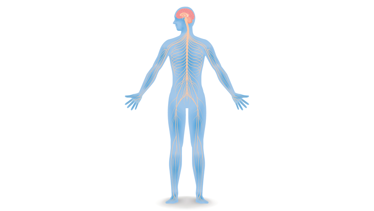 Iillustration of human blue skeleton and muscle