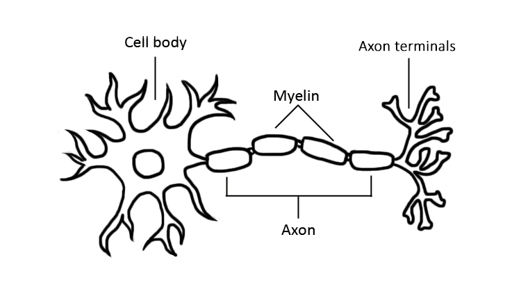 Drawing of Light-Up Neuron