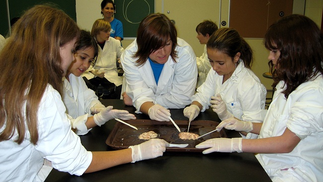 Students examine samples of a pig's brain
