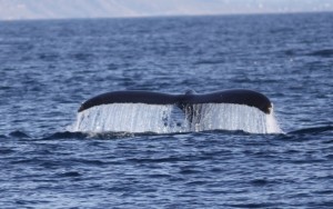 whale tail