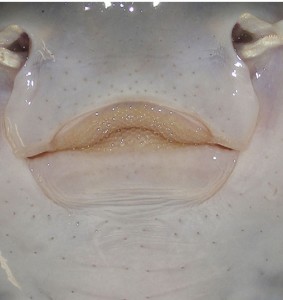 ray ampullae