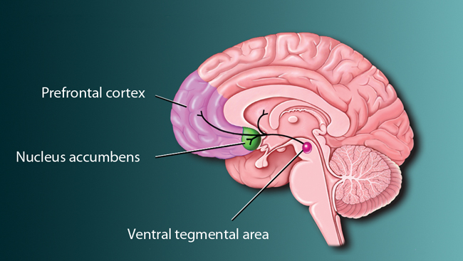 Illustration of the brain's reward pathway