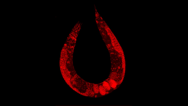 A roundworm, also known as Caenorhabditis elegans