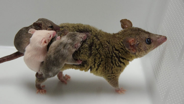 Female opossum with three pups on her back. One pup has normal coloring, one is fully albino, and one is partially albino.