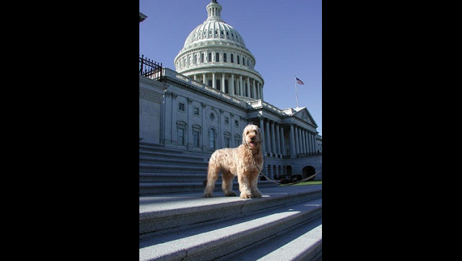 A Briard dog at the U.S. Capitol building