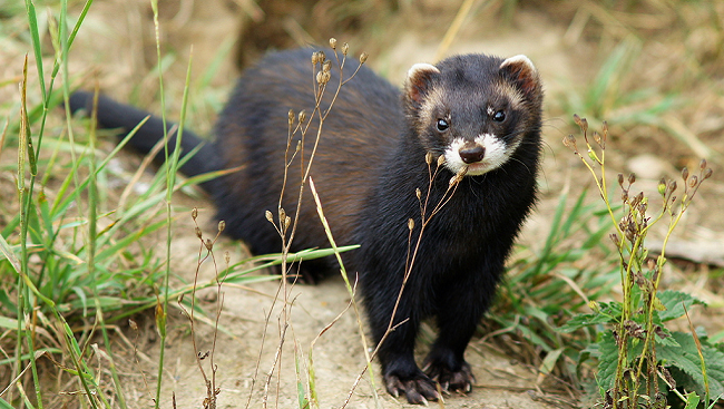 Ferrets are currently being used to study healthy brain development.