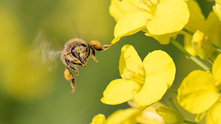 Honeybee flying near flower