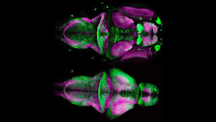 Image of zebrafish in purple and green