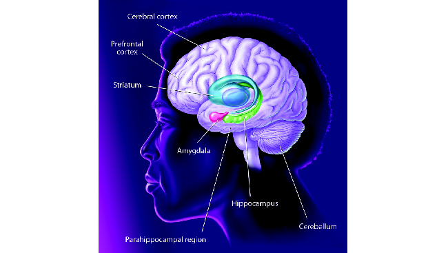 The brain areas involved in memory