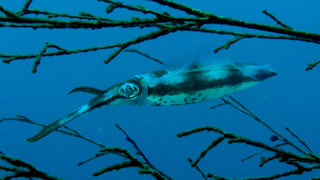 Oval squid swimming in water, blending in to it's environment.