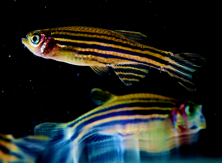 Colorful zebrafish