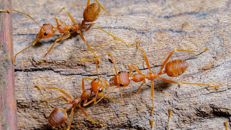 Three red ants