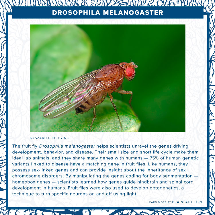 Drosophila melanogaster brain byte