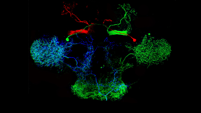 Despite possessing relatively few neurons — around 100,000 — the fruit fly brain is still complex enough to produce many different behaviors, including feeding, mating, and sleeping. To figure out how their brains produce these behaviors, scientists labeled neurons that release the neurotransmitter serotonin and observed how the cells connect to each other. The image above shows these cells and their elaborate branches (dendrites) that receive signals from other neurons. 