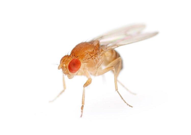 Image of a common fruit fly