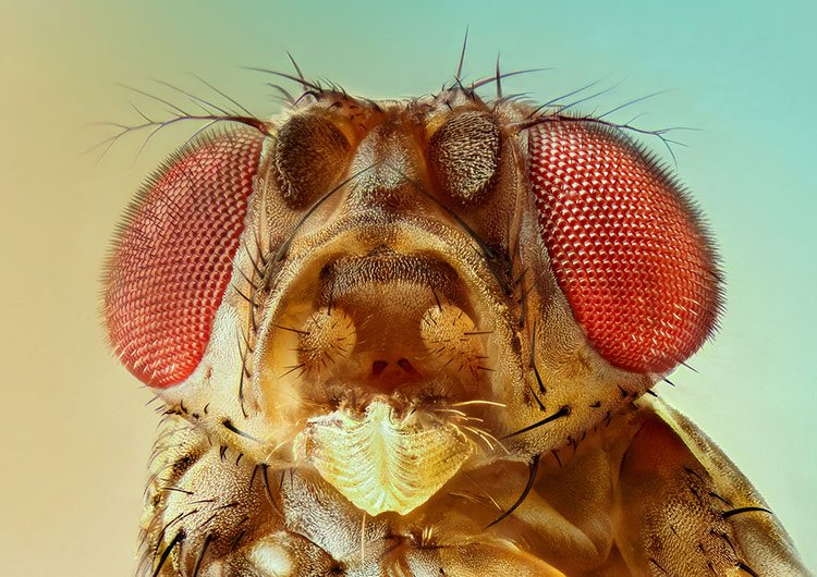 Close up image of a fruit fly.