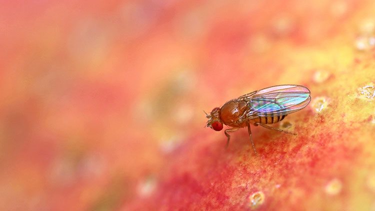 Image of a fruit fly