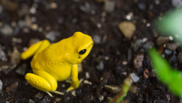 Golden frog 