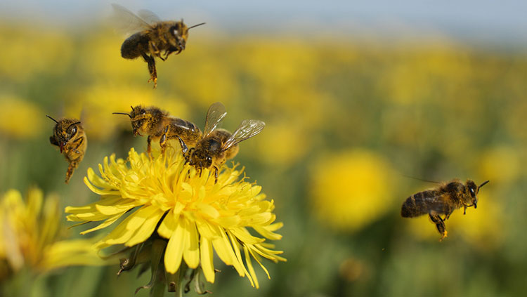 Bumblebees flying around a dandelion 