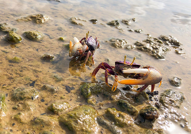 Fiddler crabs standing on rocks