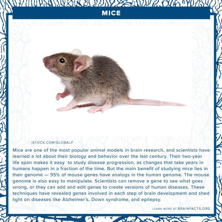 Mice Brain Byte