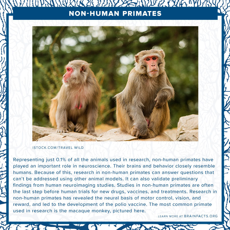 Non-human primates brain byte
