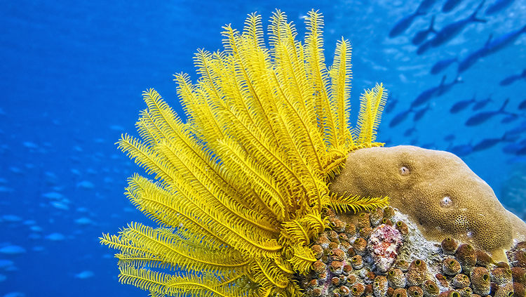 Image of a sea lily